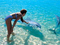 monkey-mia-dolphins.jpg